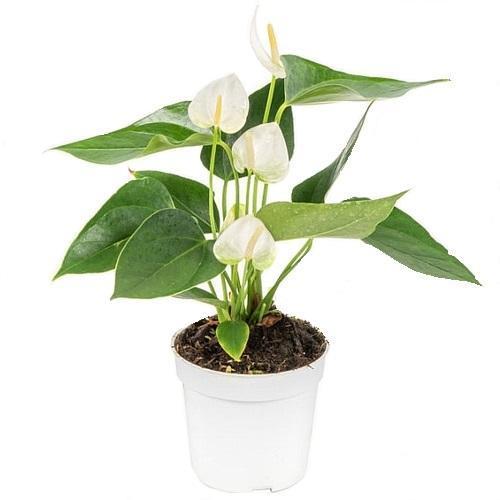 GARDEN 50 ADET BEYAZ RENK ANTORYUM ÇİÇEK TOHUMU + 10 ADET HEDİYE GÜL TOHUMU