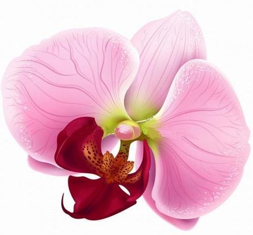 GARDEN 25 ADET PHALAENOPSİS PEMBE ORKİDE TOHUMU + 10 ADET HEDİYE GÜL TOHUMU