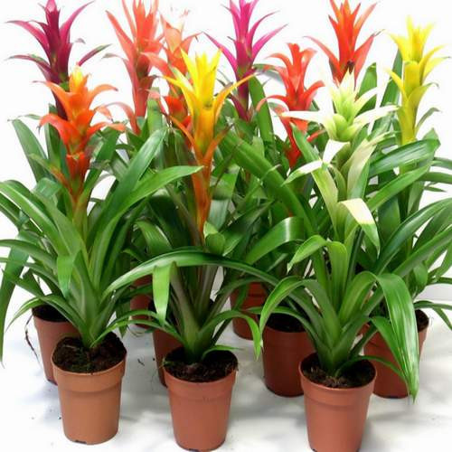 GARDEN 50 ADET KARIŞIK GUZMANYA ÇİÇEĞİ TOHUMU + 10 ADET HEDİYE GÜL ÇİÇEK TOHUMU