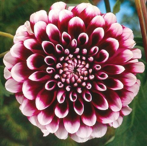 GARDEN 25 ADET MOR DAHLİA ÇİÇEĞİ TOHUMU + 10 ADET HEDİYE KARIŞIK GÜL ÇİÇEK TOHUMU