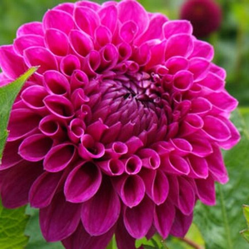 GARDEN 50 ADET MOR DAHLİA ÇİÇEĞİ TOHUMU + 10 ADET HEDİYE KARIŞIK GÜL ÇİÇEK TOHUMU