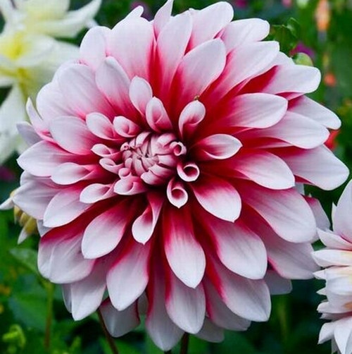 GARDEN 50 ADET K.BEYAZI DAHLİA ÇİÇEĞİ TOHUMU + 10 ADET HEDİYE KARIŞIK GÜL ÇİÇEK TOHUMU