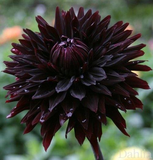 GARDEN 50 ADET SİYAH DAHLİA ÇİÇEĞİ TOHUMU + 10 ADET HEDİYE KARIŞIK GÜL ÇİÇEK TOHUMU