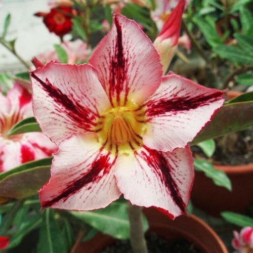 GARDEN 50 ADET YILDIZ DAHLİA ÇİÇEĞİ TOHUMU + 10 ADET HEDİYE KARIŞIK GÜL ÇİÇEK TOHUMU