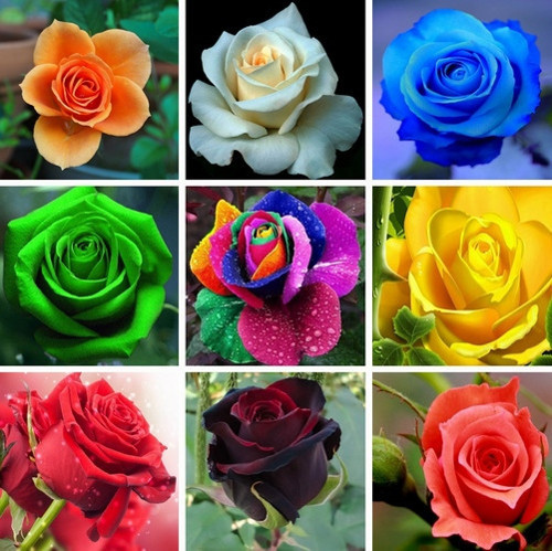GARDEN 50 ADET KARIŞIK RENK GÜL ÇİÇEĞİ TOHUMU + 10 ADET HEDİYE KARIŞIK LALE ÇİÇEK TOHUMU