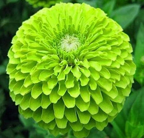 GARDEN 25 ADET YEŞİL DAHLİA ÇİÇEĞİ TOHUMU + 10 ADET HEDİYE KARIŞIK GÜL ÇİÇEK TOHUMU