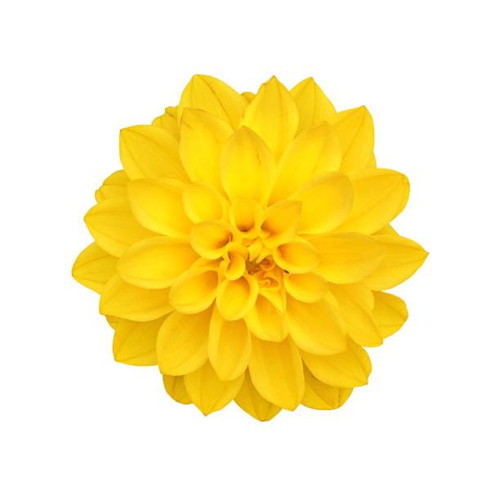 GARDEN 50 ADET SARI DAHLİA ÇİÇEĞİ TOHUMU + 10 ADET HEDİYE KARIŞIK GÜL ÇİÇEK TOHUMU
