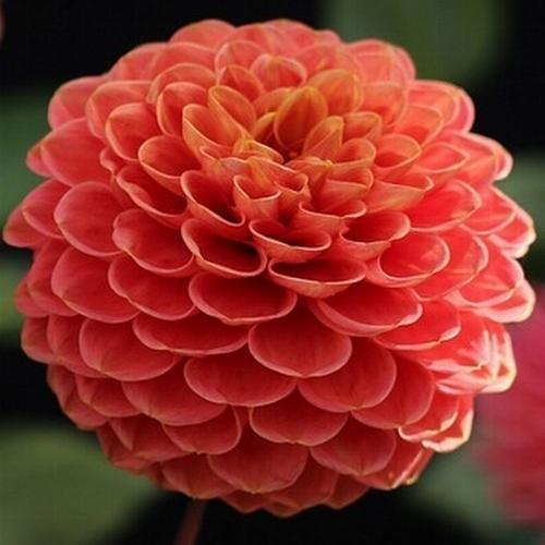 GARDEN 50 ADET TURUNCU DAHLİA ÇİÇEĞİ TOHUMU + 10 ADET HEDİYE KARIŞIK GÜL ÇİÇEK TOHUMU