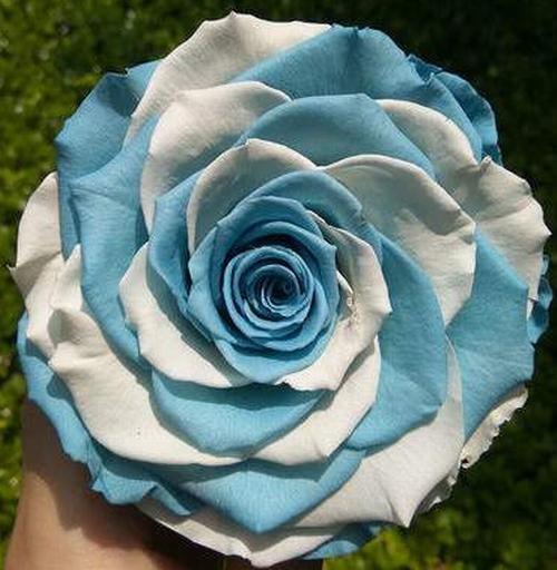 GARDEN 50 ADET MAVİ BEYAZ ÇİN GÜLÜ TOHUMU +10 ADET HEDİYE KARIŞIK LALE ÇİÇEK TOHUMU