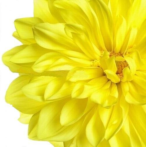 GARDEN 50 ADET SARI DAHLİA ÇİÇEĞİ TOHUMU + 10 ADET HEDİYE KARIŞIK GÜL ÇİÇEK TOHUMU