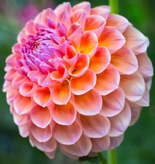 GARDEN 50 ADET PEMBE DAHLİA ÇİÇEĞİ TOHUMU + 10 ADET HEDİYE KARIŞIK GÜL ÇİÇEK TOHUMU