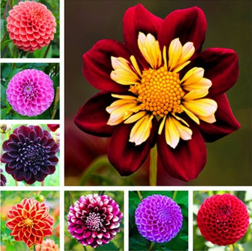 GARDEN 50 ADET KARIŞIK DAHLİA ÇİÇEĞİ TOHUMU + 10 ADET HEDİYE KARIŞIK GÜL ÇİÇEK TOHUMU