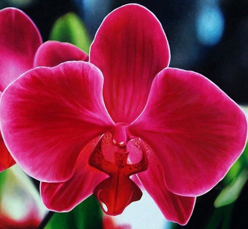 GARDEN 50 Adet PHALAENOPSİS KIRMIZI ORKİDE TOHUMU + 10 ADET HEDİYE GÜL TOHUMU