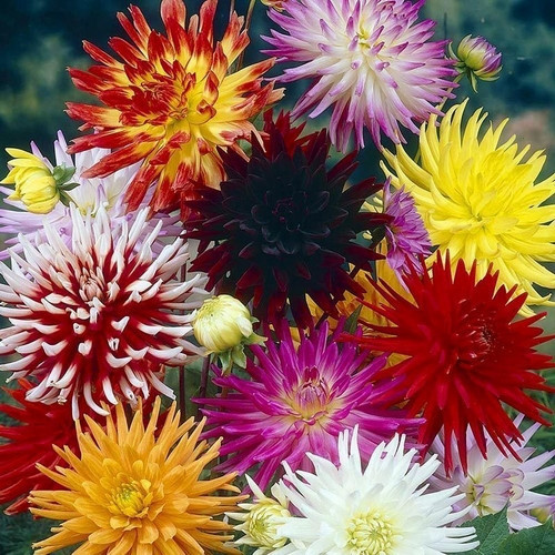 GARDEN 50 ADET KARIŞIK DAHLİA ÇİÇEĞİ TOHUMU + 10 ADET HEDİYE KARIŞIK GÜL ÇİÇEK TOHUMU