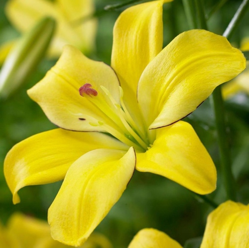 GARDEN 50 ADET SARI RENK ZAMBAK TOHUMU + 10 ADET HEDİYE GÜL TOHUMU