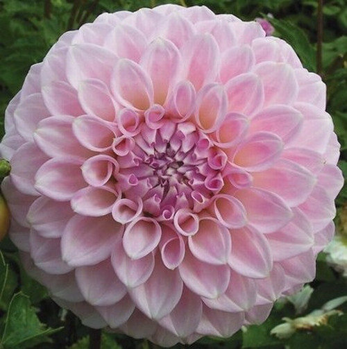 GARDEN 50 ADET PEMBE DAHLİA ÇİÇEĞİ TOHUMU + 10 ADET HEDİYE KARIŞIK GÜL ÇİÇEK TOHUMU