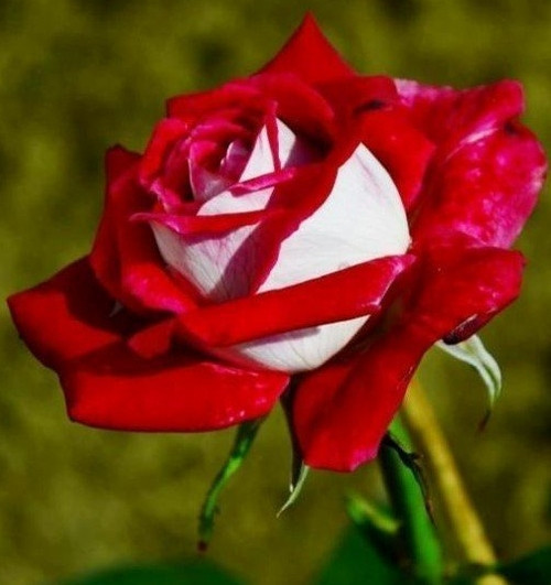 GARDEN 50 ADET KIRMIZI BEYAZ GÜL ÇİÇEĞİ TOHUMU + 10 ADET HEDİYE KARIŞIK LALE ÇİÇEK TOHUMU