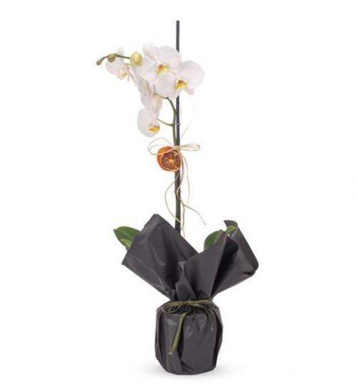 Phuqet Tek Dal Fav Orkide	