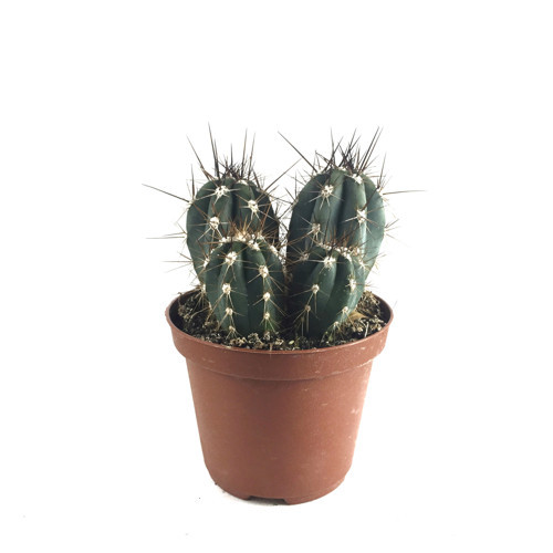 Stetsonia Coryne (Kaktüs)