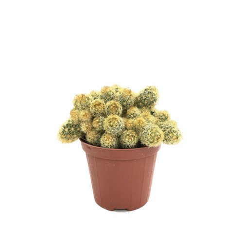 Mammillaria Elongata 'Subcrosea' (Kaktüs)