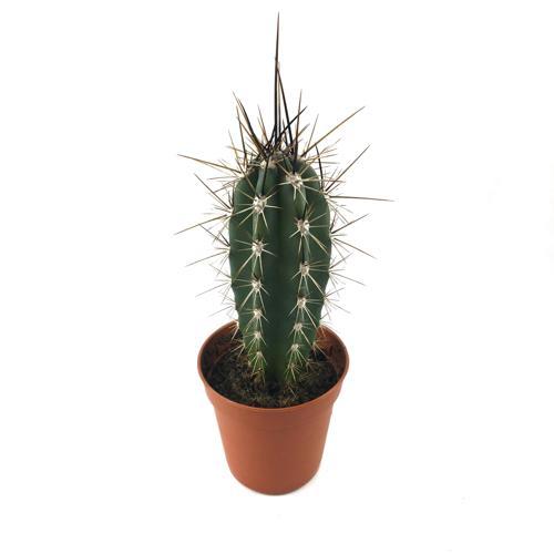 Stetsonia Coryne (Kaktüs)