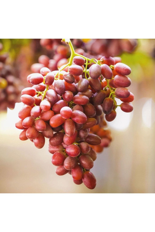 Kırmızı(Beyazla Aynı) Çekirdeksiz Üzüm 500Gr