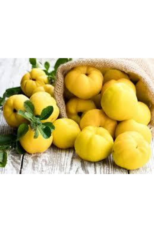 Taze Ayva 330-500 Gr Arası