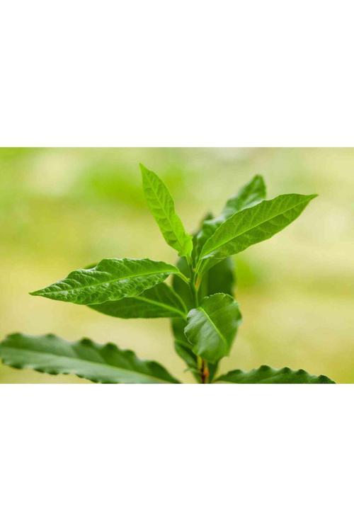 Defne Yaprağı 250 Gr