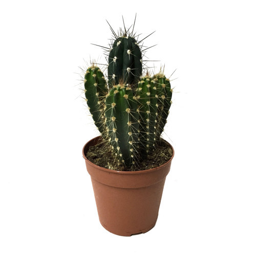 Neocardinazia Herzogiana (Kaktüs)