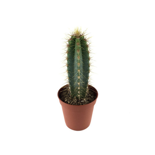 Pilosocereus Azureus (Kaktüs)