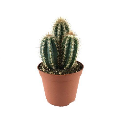 Pilosocereus Azureus (Kaktüs)