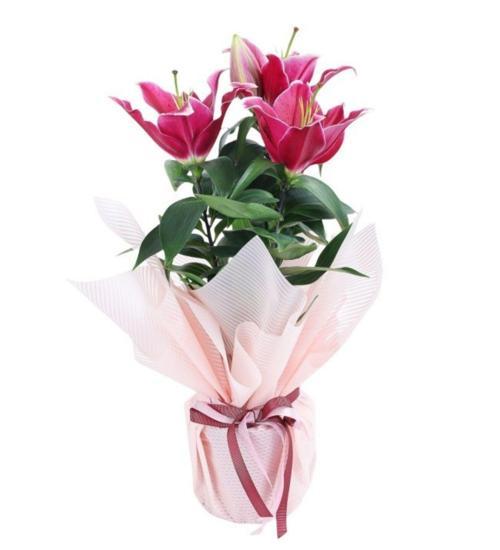 Çiçekli Kokulu Lilyum Çiçeği	