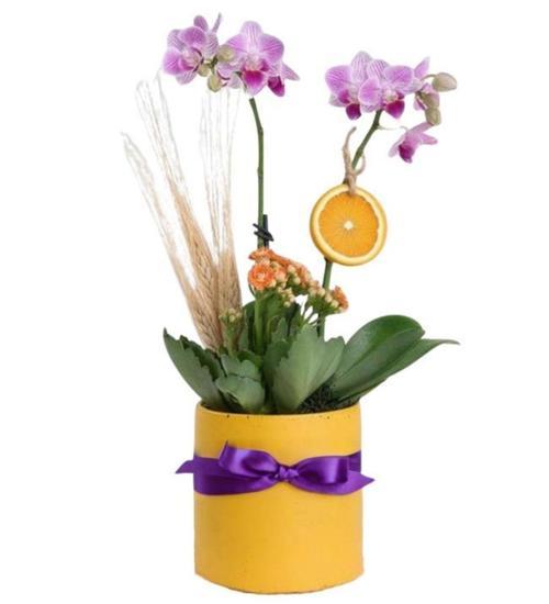 Dekoratif Saksılı Mini Mor Orkide Seti