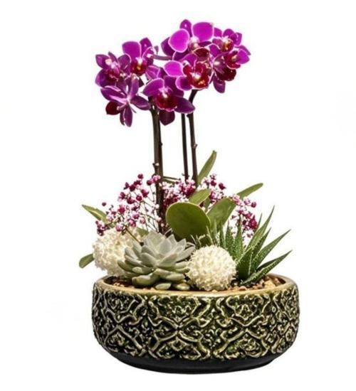 Desenli Beton Saksıda Mini Orkide Ve Sukulentler	