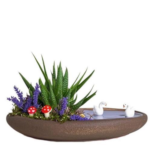 Kokulu Lavantalı Howartia Teraryum	