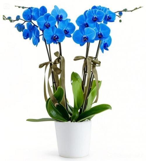 4 Dal Seramik Saksılı Mavi Orkide	