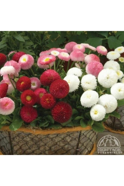 20 Adet Tohum Nadir Rengarenk Karışık Renkli Kutsal Lotus Çiçeği Tohumu Kampanyalı Fiyat