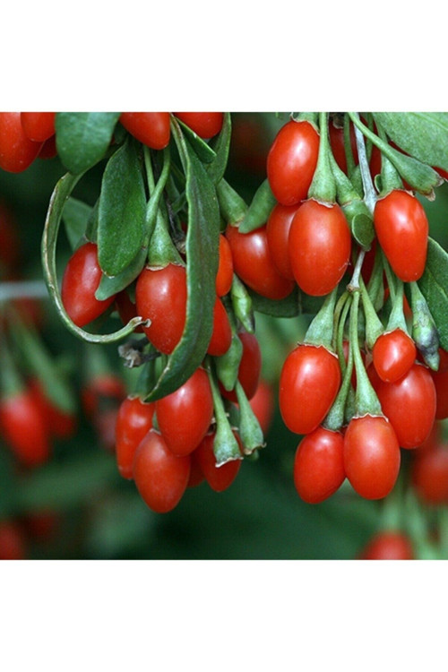 25 Adet Tohum Organik Hobi Bahçe Cocos Rabusta Sahil Palmiye Tohum
