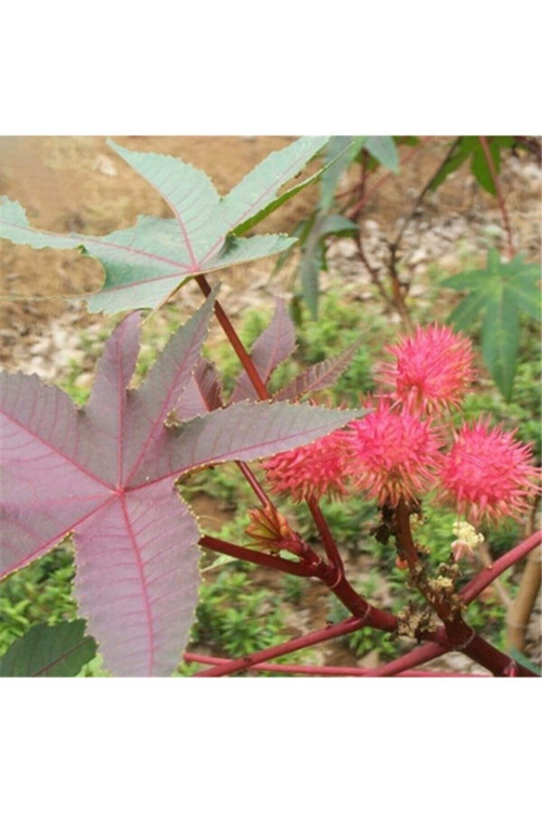 20 Adet Tohum Pembe Kutsal Lotus Çiçeği Tohumu Su Nilüfer Çiçek Tohumu Hediye Tohumla