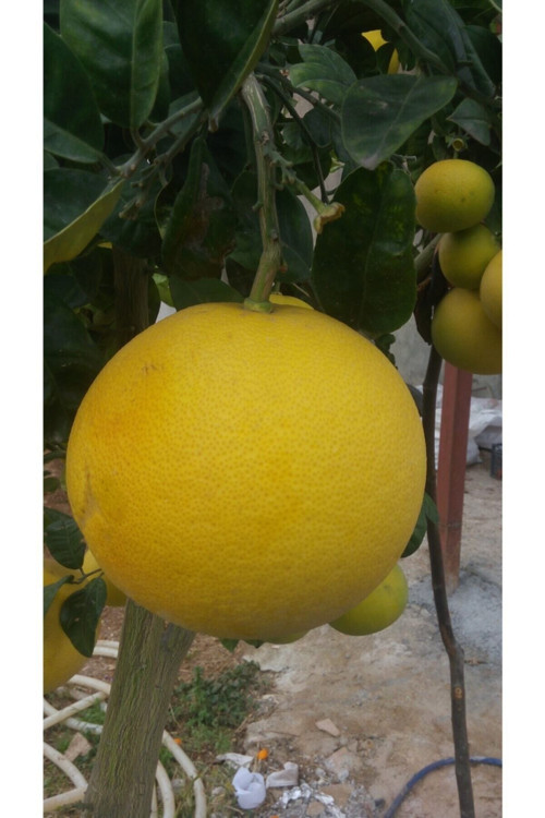 Ata Tohumculuk 10 Adet Çarkıfelek Çiçeği Tohumu Passiflora Çiçeği Tohumu Çiçek Tohumu Saksı Toprak Süpriz Hediyeli
