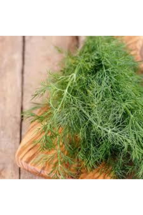 10 Adet Tohum Kivi Ağacı Tohumu Yeşil Tatlı Kivi Tohumu Sürpriz Hediye Bonsai Ağacı Tohumludur