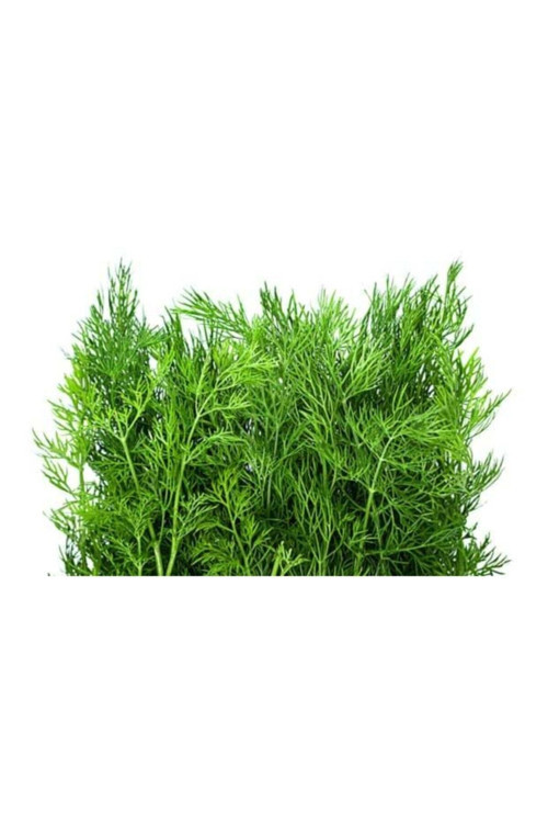10 Adet Tohum Nadir Bulunan Kırmızı Bergamot Çiçeği Tohumu Saksı Toprak Hediyemiz Sürpriz Hediye