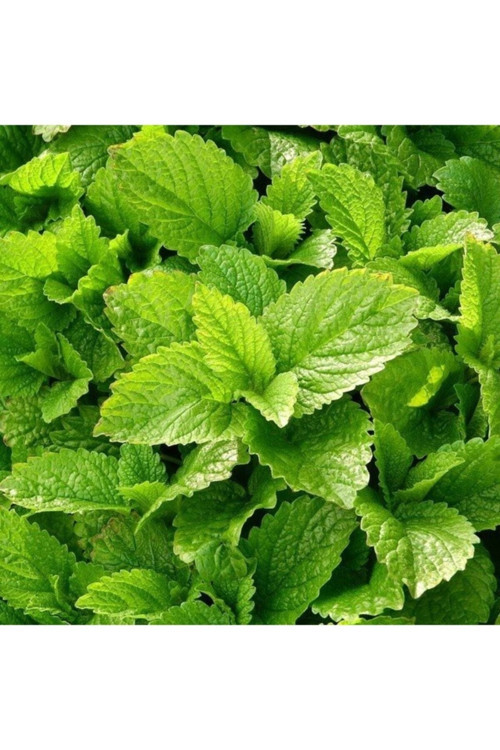 100 Adet Tohum Eko Paket Kınalı Bamya Tohumu Bamya Tohumu Süpriz Hediye Tohumludur