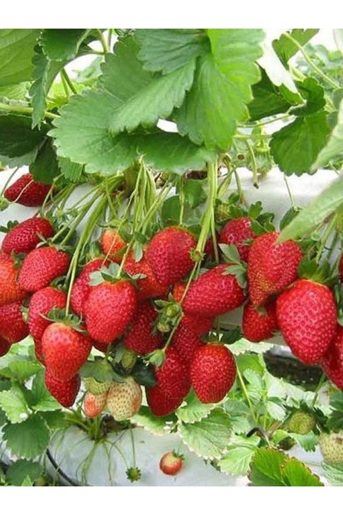 50 Adet Tohum Organik Kırmızı Dağ Çileği Çilek Tohumu Taze Hasat Tohum Hediye Tohumlu