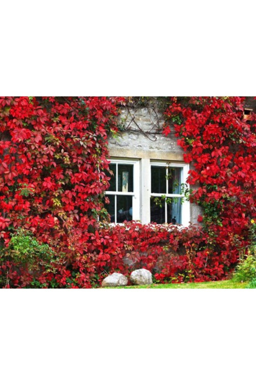50 Adet Tohum Nadir Dağ Çileği Tohumu Çilek Tohumu Saksı Toprak Hediyemizdir