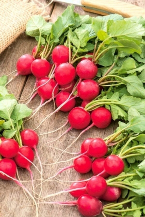 15 Adet Tohum Adaçayı Çiçeği Tohumu Mor Ada Çay Çiçek Tohumu Saksı Toprak Sürpriz Hediye Tohumlu