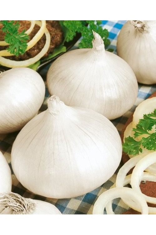 10 Adet Tohum Ay Çekirdeği Çiğdem Güne Bakan Tohumu Sürpriz Hediye Tohum