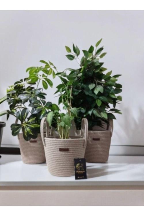 3 Adet Sepet, Saksılık