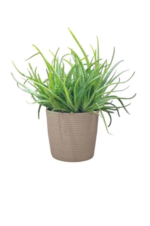 Düzenleyici Sepet Saksılık Organizer