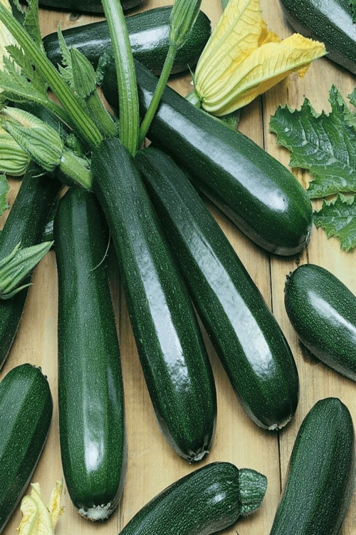 10 Adet Nadir Bulunan Kazanya Çiçeği Tohumu Kazanya Çiçek Tohumu Hediye Tohumlu